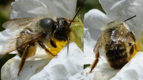 Réf. 188 773 : Osmia bicornis